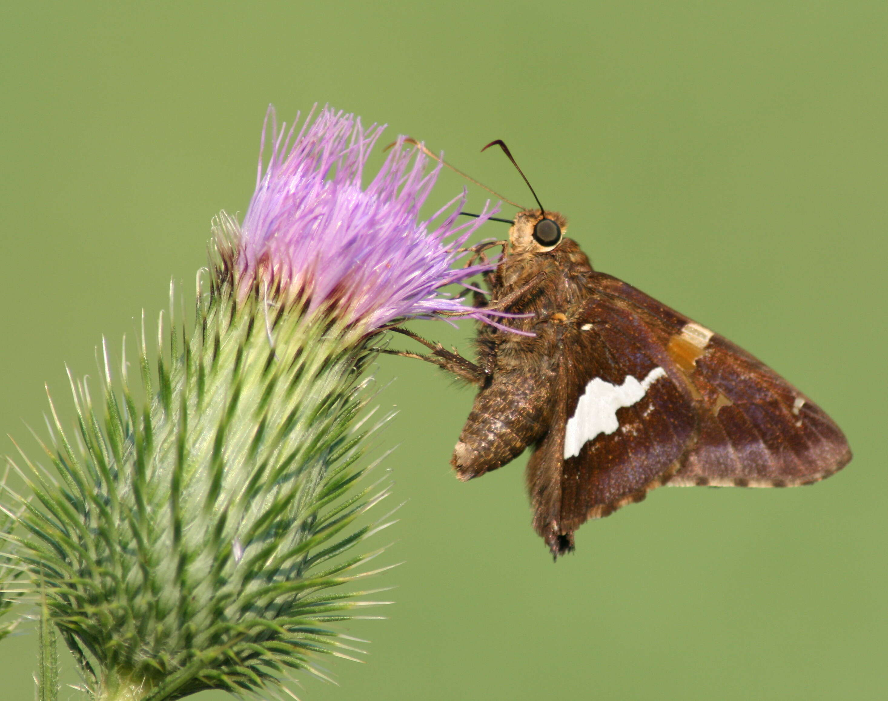 Image of Silver-spotted Skipper