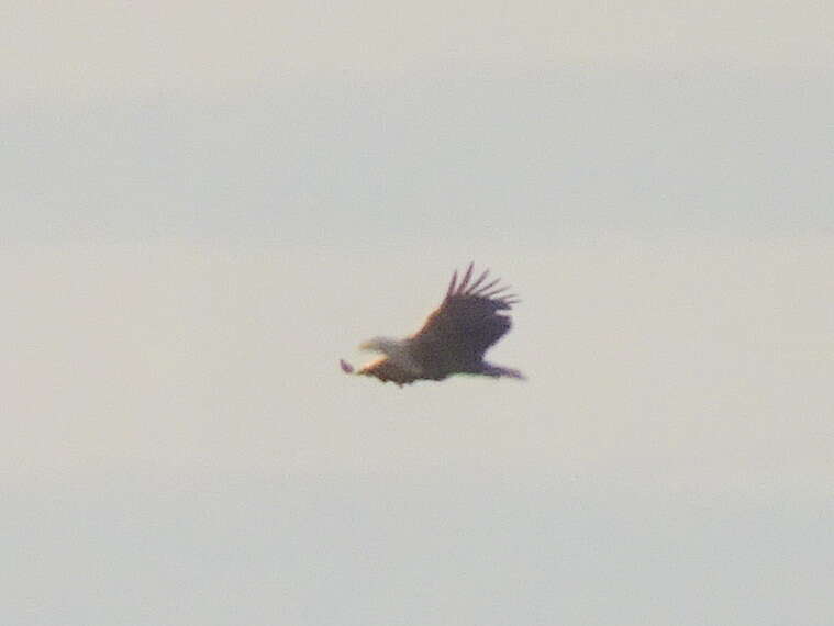 Image of White-tailed Eagle