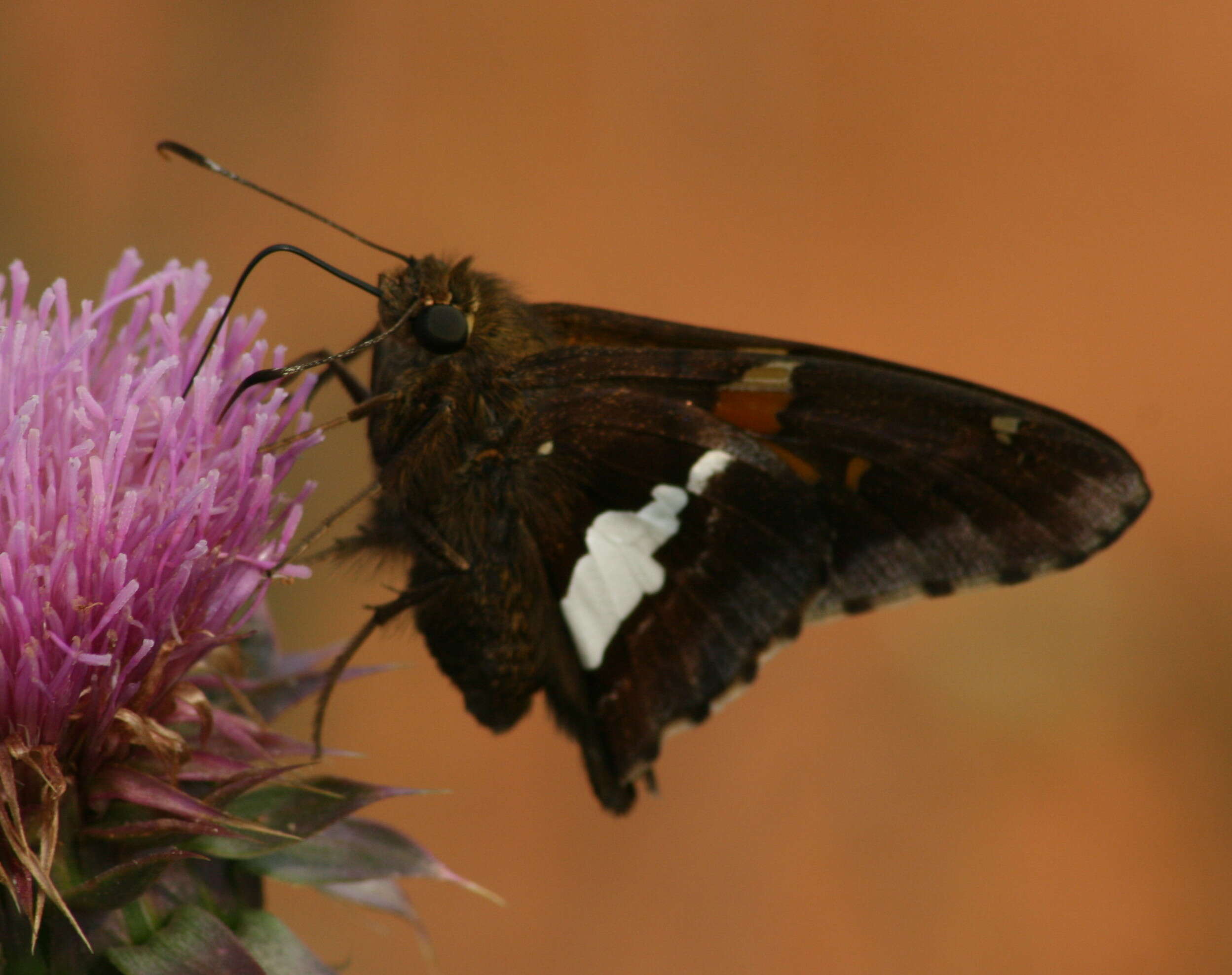 Image of Silver-spotted Skipper