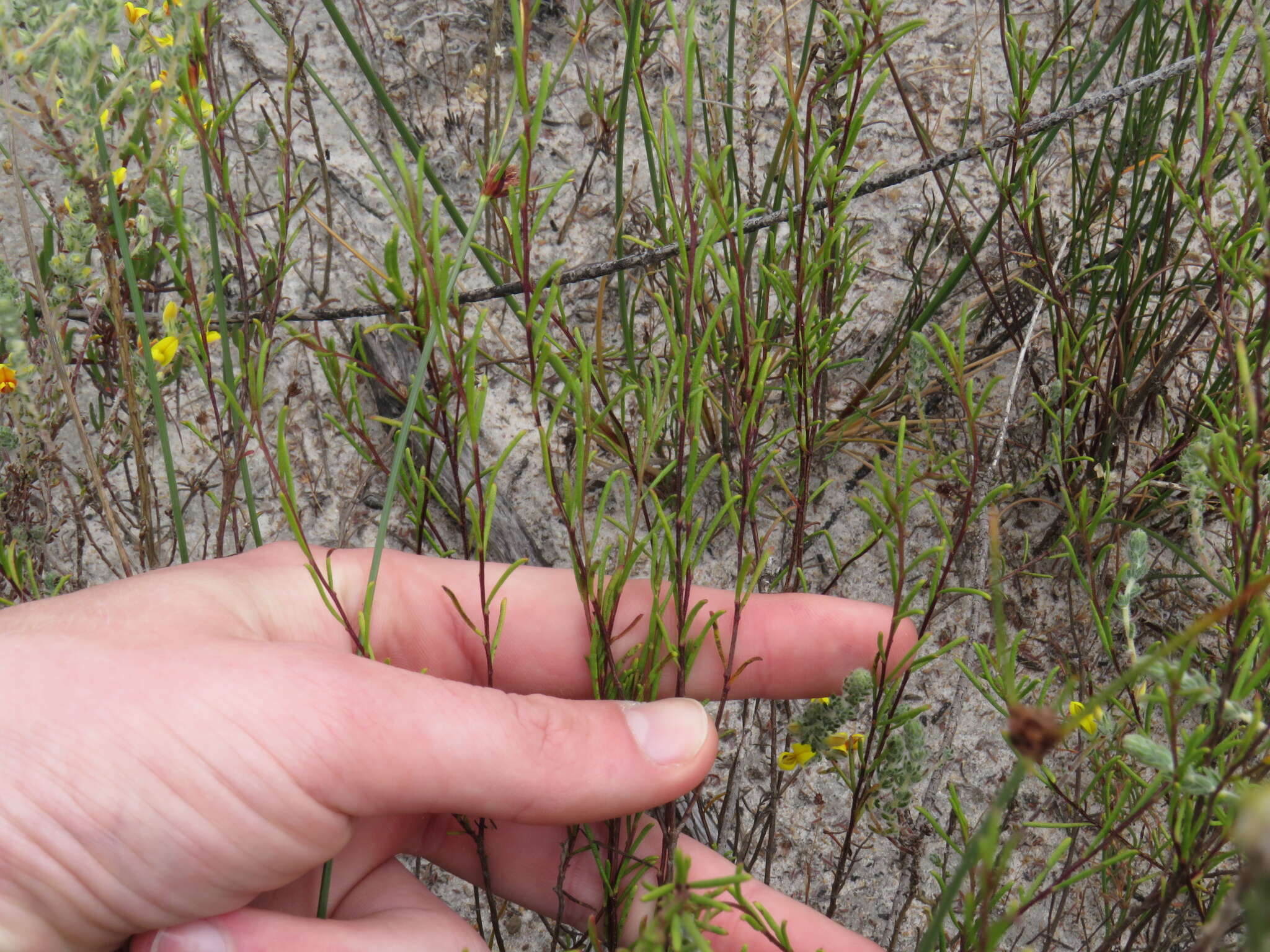 Imagem de Marasmodes defoliata S. Ortiz