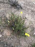 Oenothera hartwegii subsp. filifolia (Eastw.) W. L. Wagner & Hoch resmi