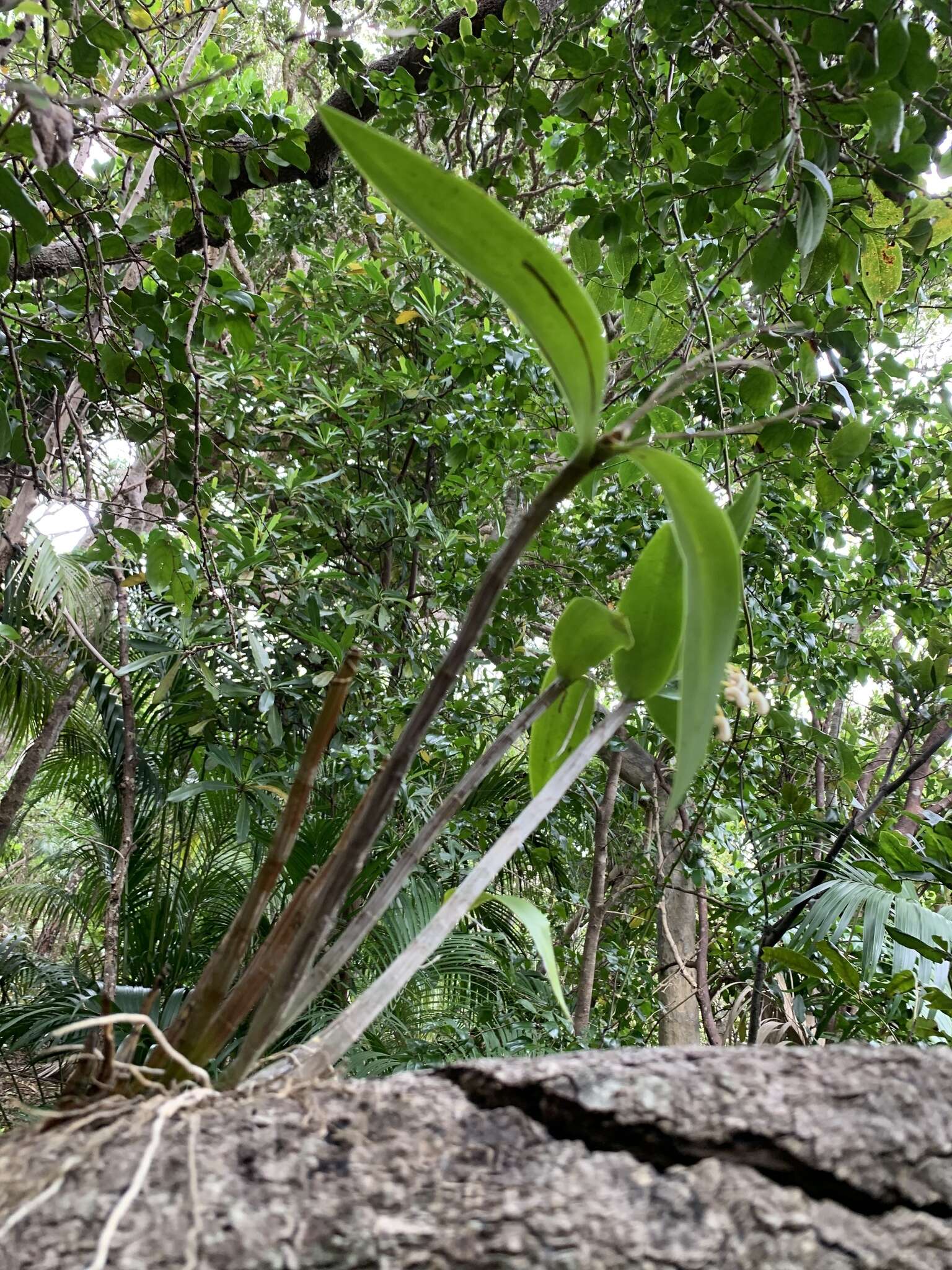 Image of Dendrobium gracilicaule var. howeanum Maiden