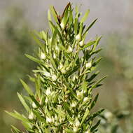 Plancia ëd Leucadendron salicifolium (Salisb.) I. Williams