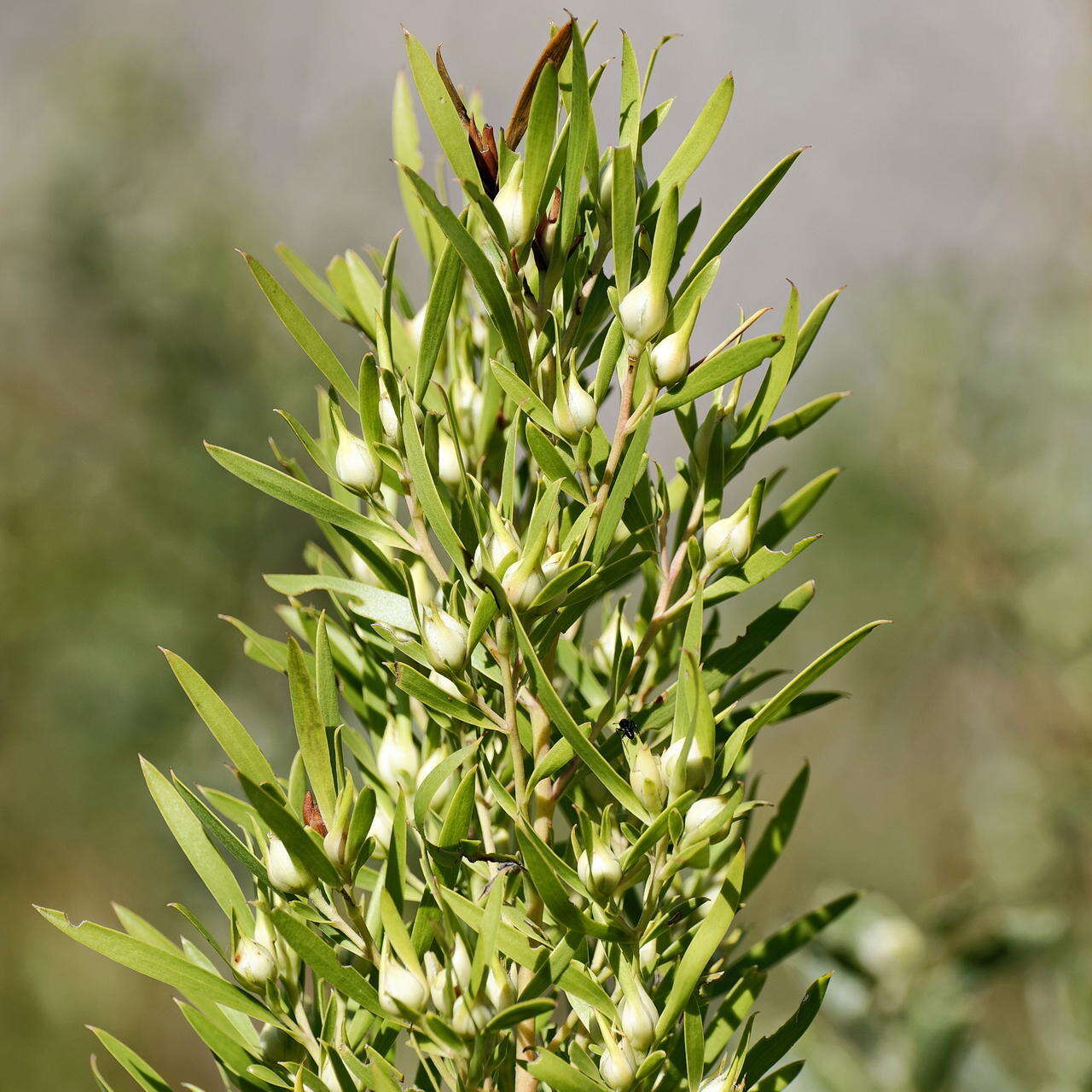 Imagem de Leucadendron salicifolium (Salisb.) I. Williams