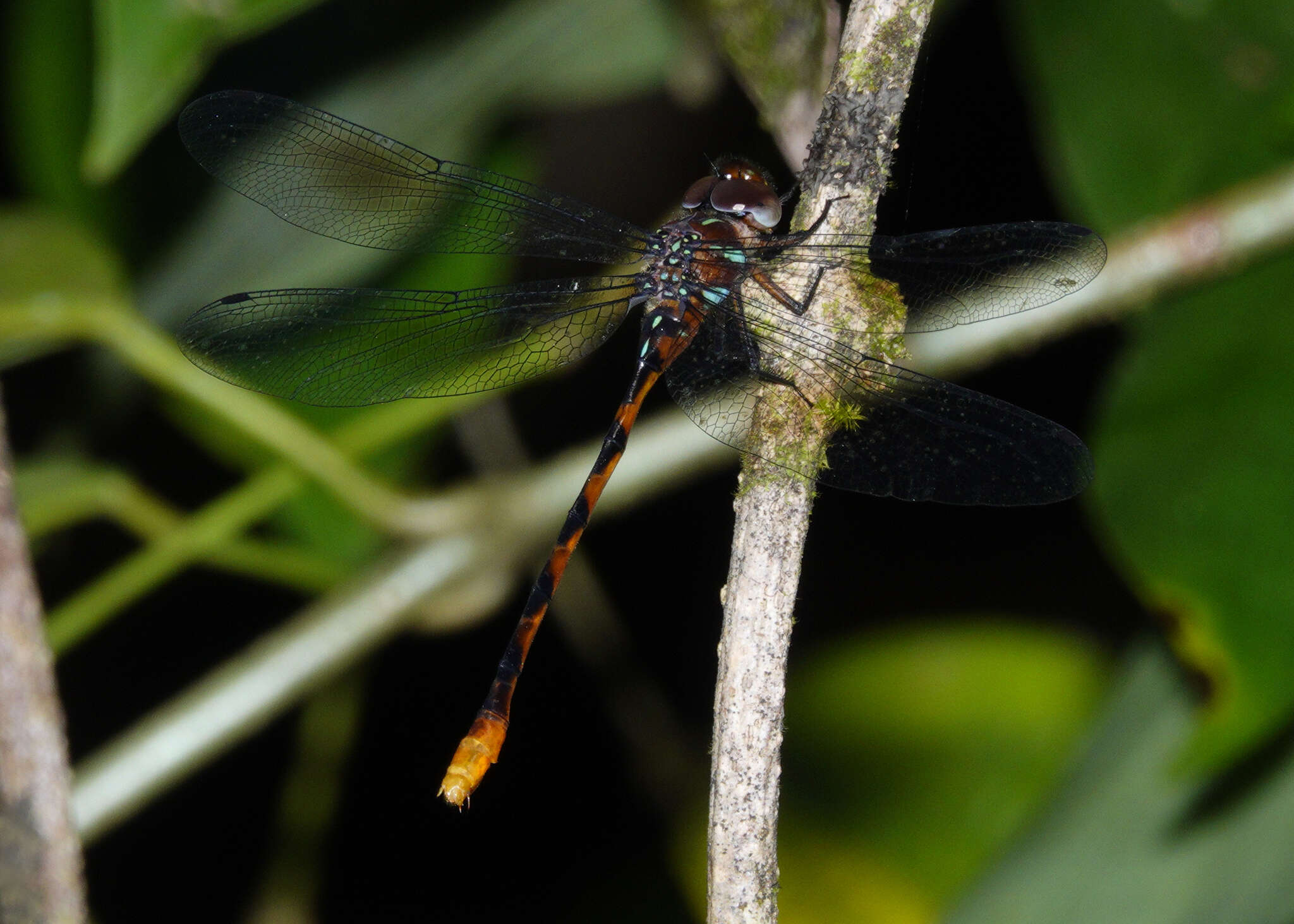 Image of Ochre-tipped Darner