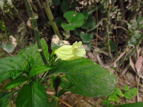 Image of tropical wild petunia