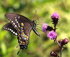 Papilio troilus Linnaeus 1758 resmi