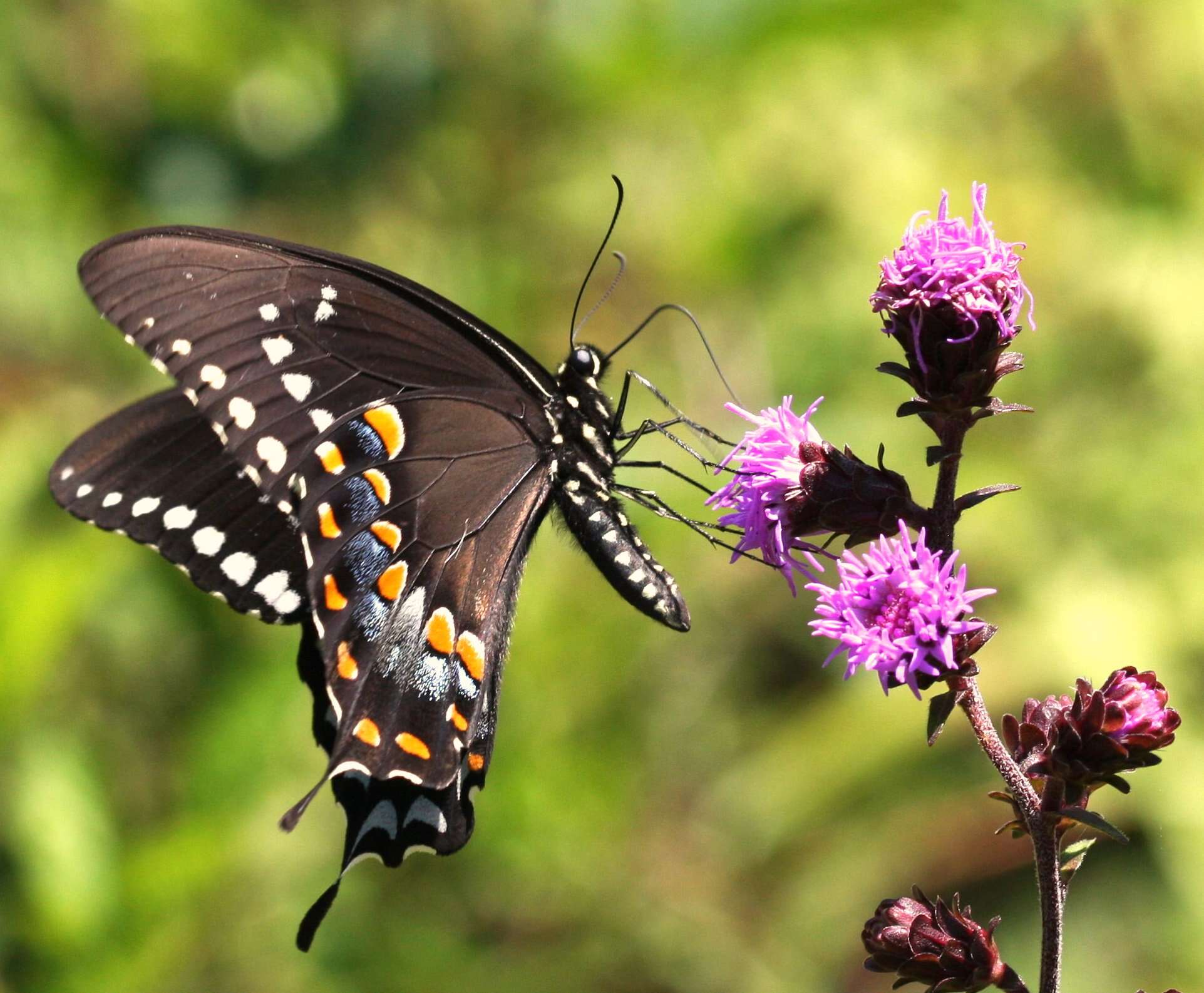 Papilio troilus Linnaeus 1758 resmi