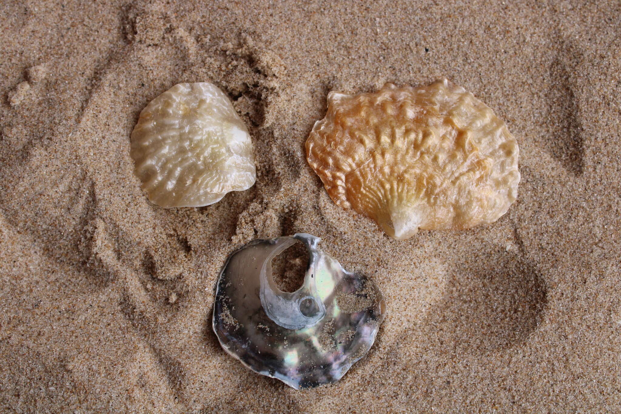 Image of European jingle shell