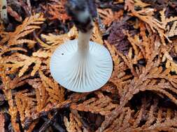 Sivun Cuphophyllus borealis (Peck) Bon ex Courtec. 1985 kuva