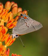 Image of Gray Hairstreak