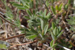 Sivun Trifolium albopurpureum Torr. & A. Gray kuva