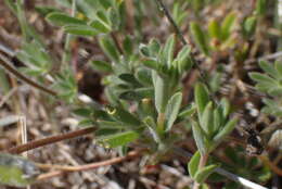 Image of rancheria clover