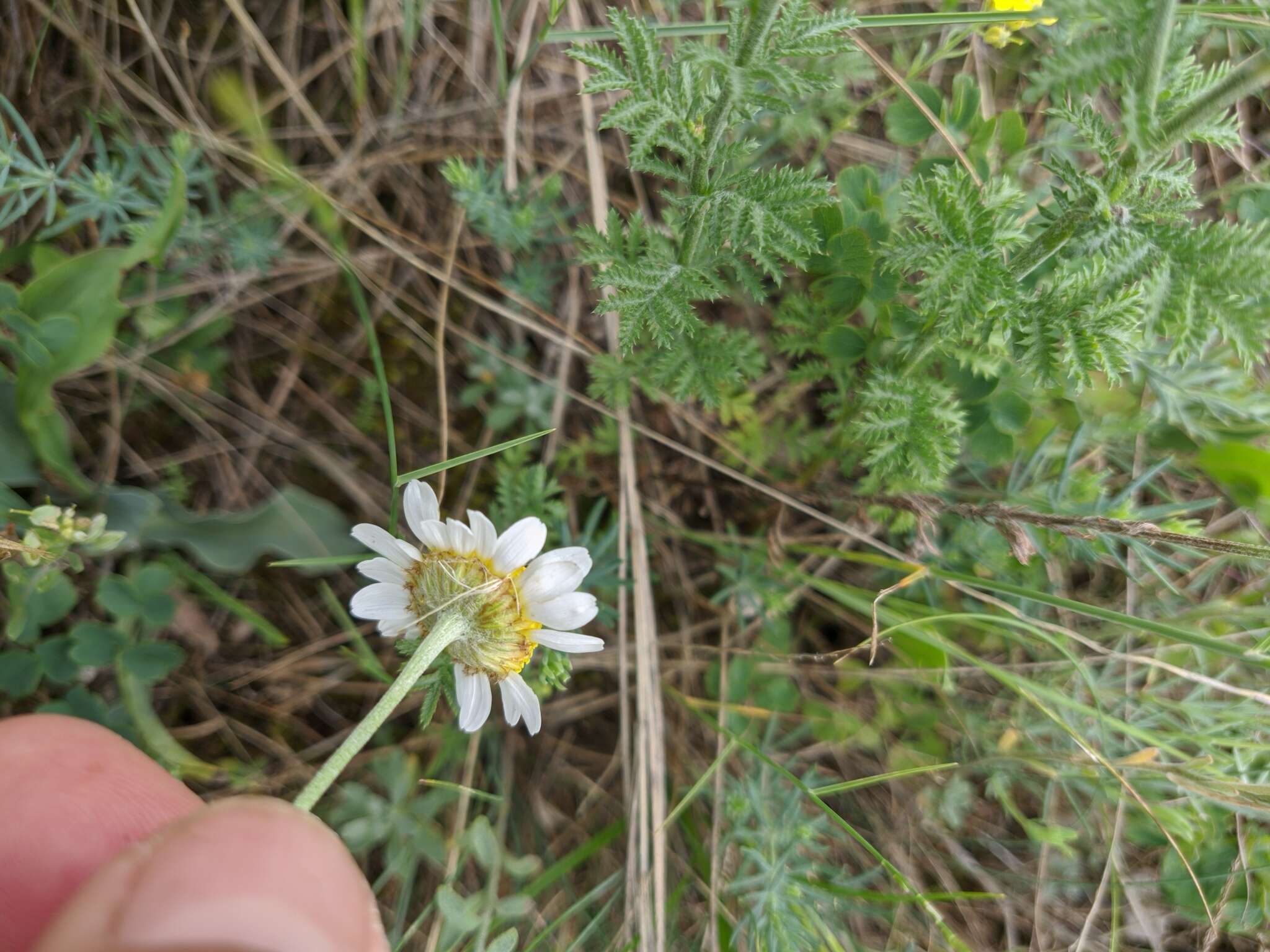 Cota jailensis (Zefir.) Holub的圖片