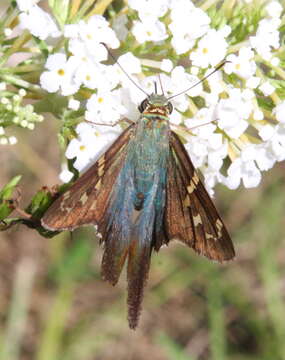 Image of Long-tailed Skipper