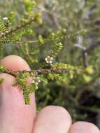 Image of Micromyrtus delicata A. R. Bean