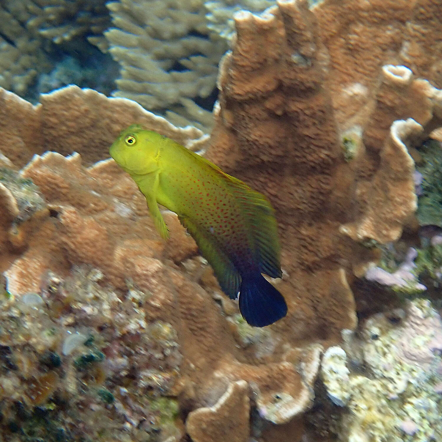 Image of Lady Musgrave blenny