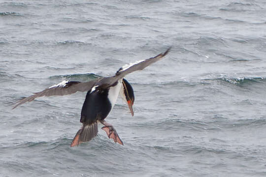 Image of Chatham Island shag