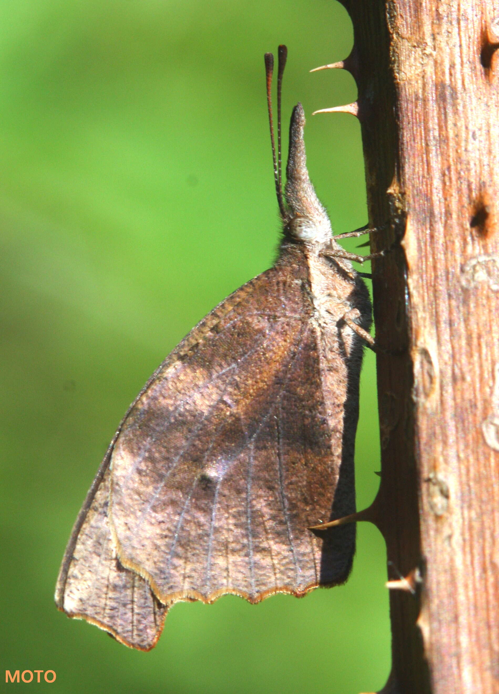 Image of American Snout