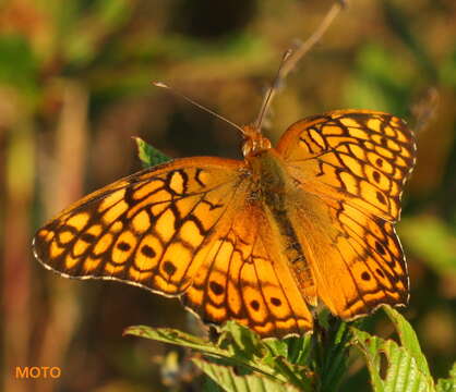 Image of Variegated Fritillary