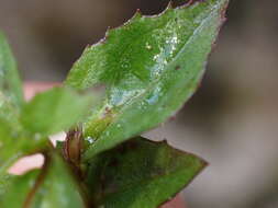 Erythranthe nepalensis (Benth.) G. L. Nesom resmi