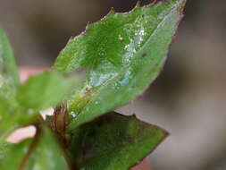 Image of Erythranthe nepalensis (Benth.) G. L. Nesom