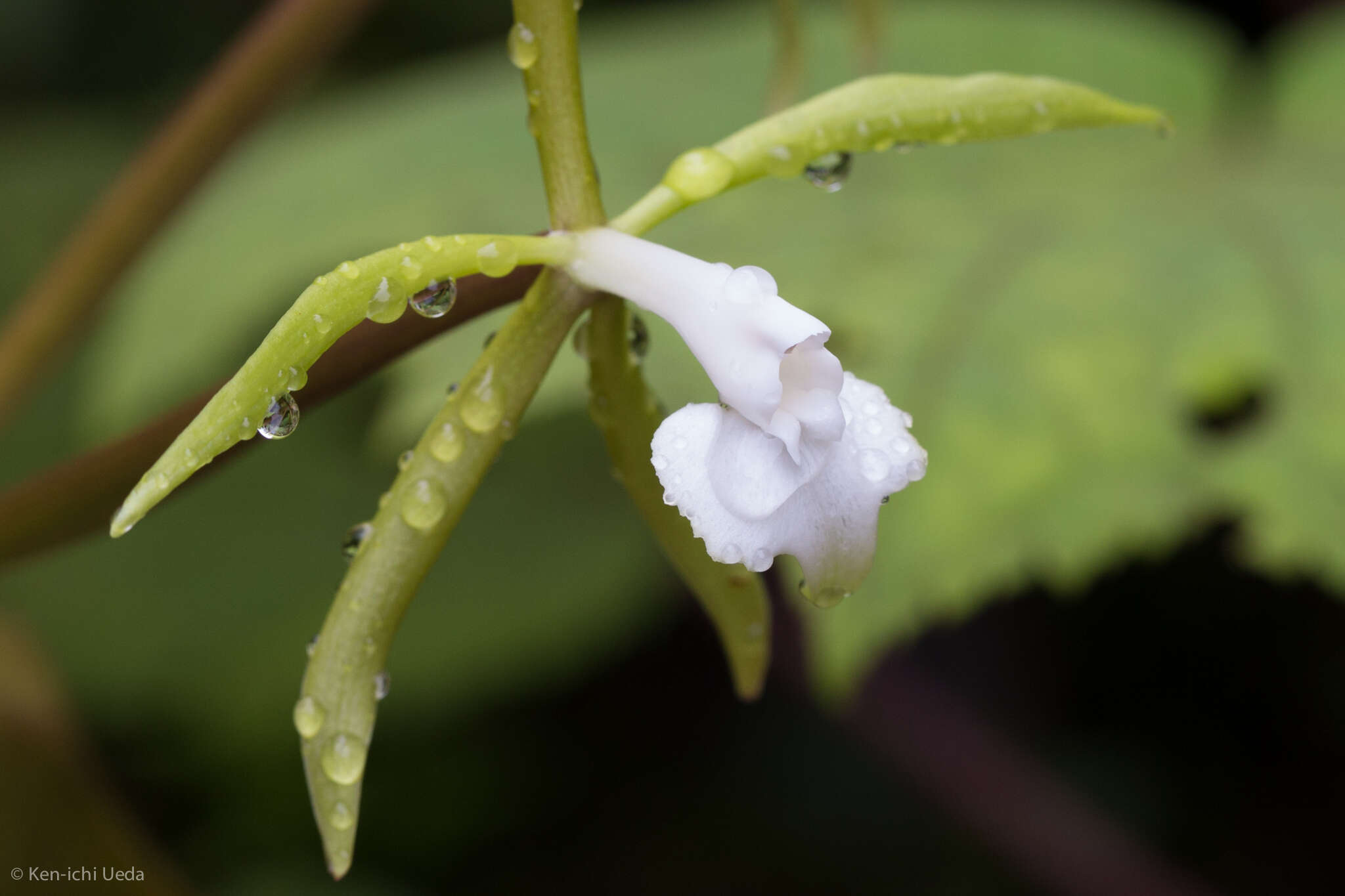 Image of Epidendrum lacustre Lindl.