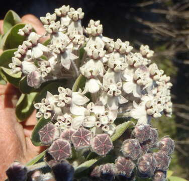 Image of Mountain milkbush