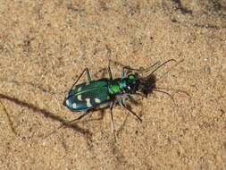 Plancia ëd Cicindela (Cicindela) oregona maricopa Leng 1902