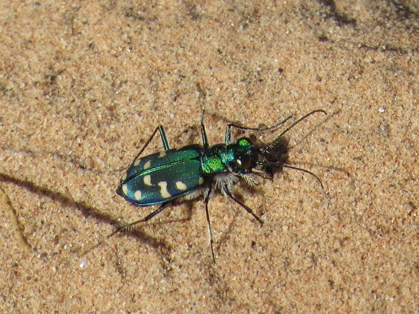 Plancia ëd Cicindela (Cicindela) oregona maricopa Leng 1902