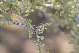 Image of Albizia atakataka Capuron