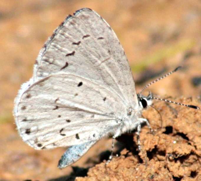 Image of Spring Azure