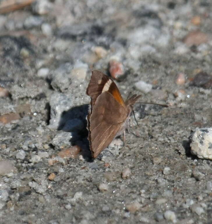 Image of American Snout