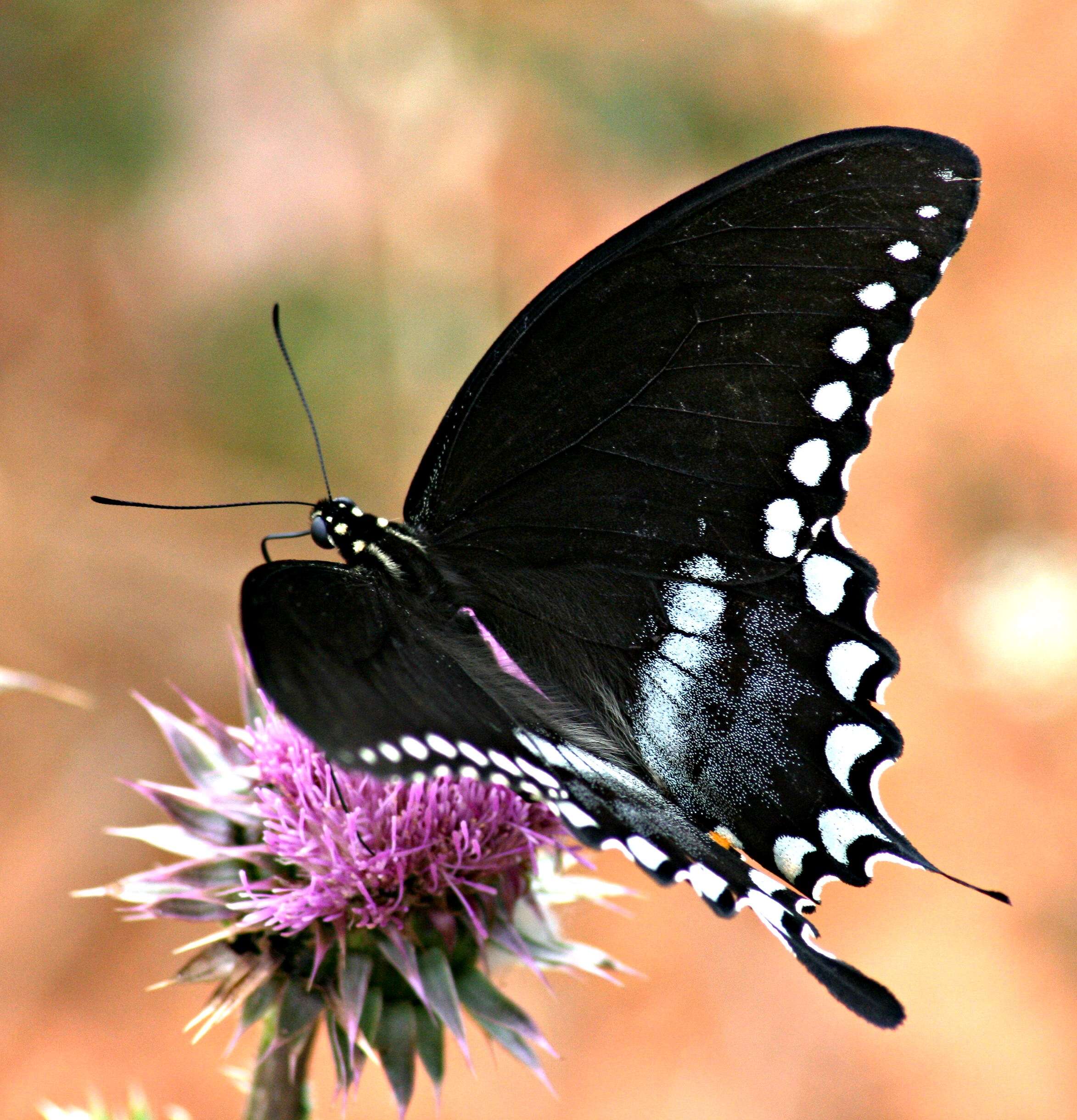 Papilio troilus Linnaeus 1758 resmi