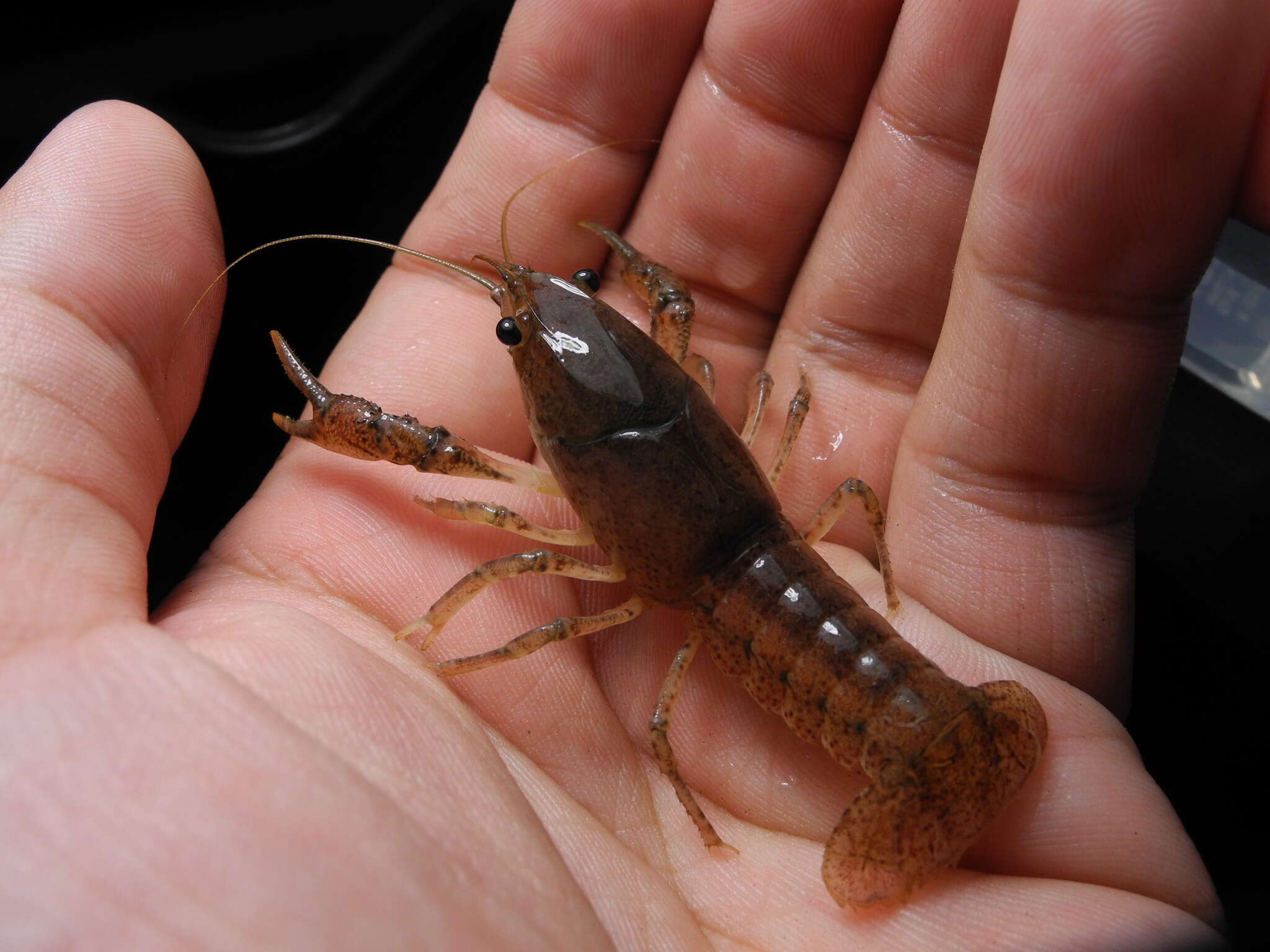 Image of Procambarus verrucosus Hobbs 1952