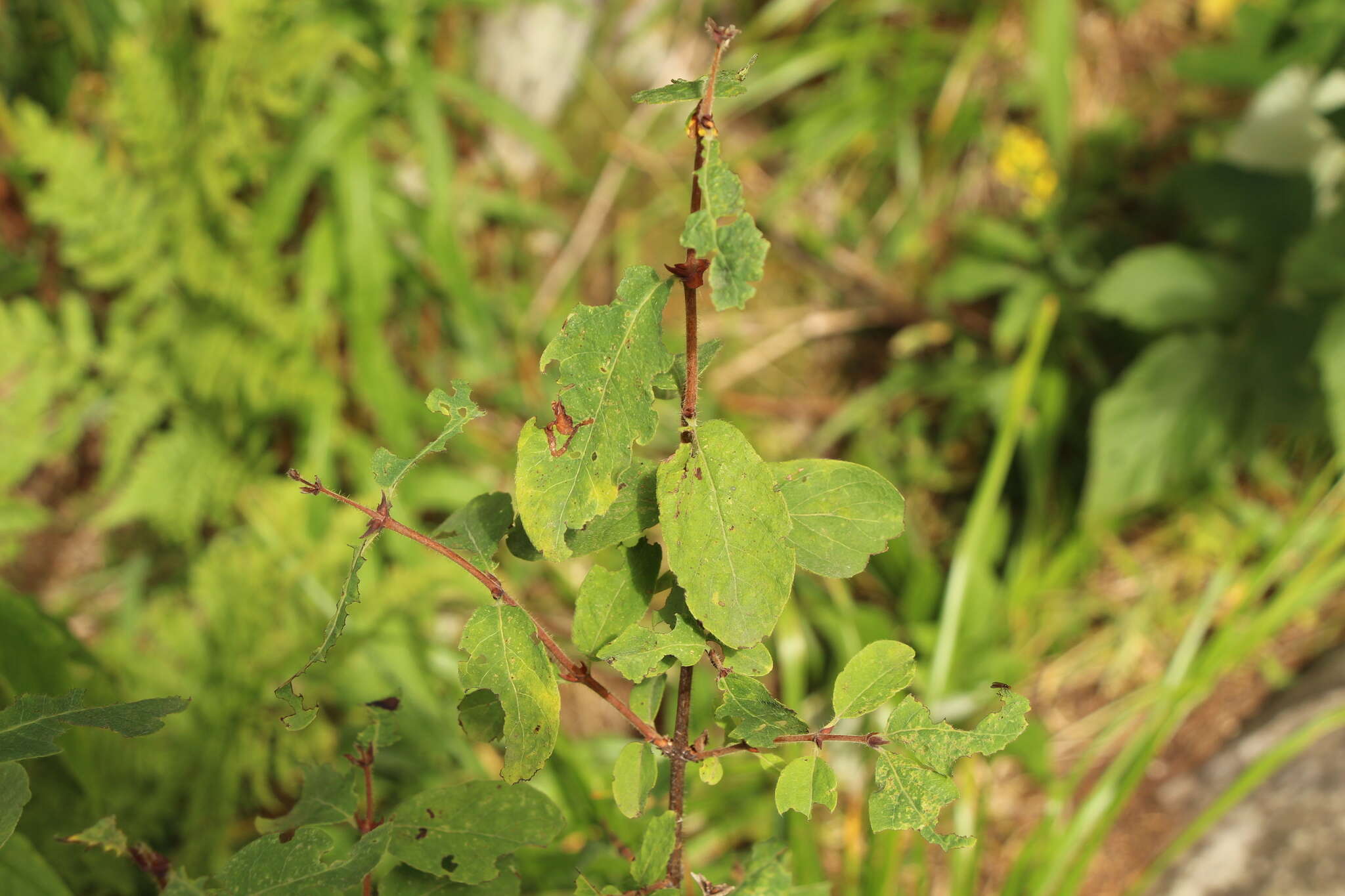 Imagem de Lonicera caerulea L.