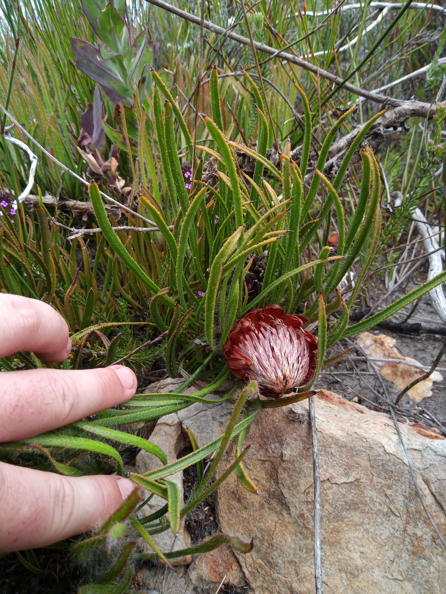 Image de Protea denticulata Rourke