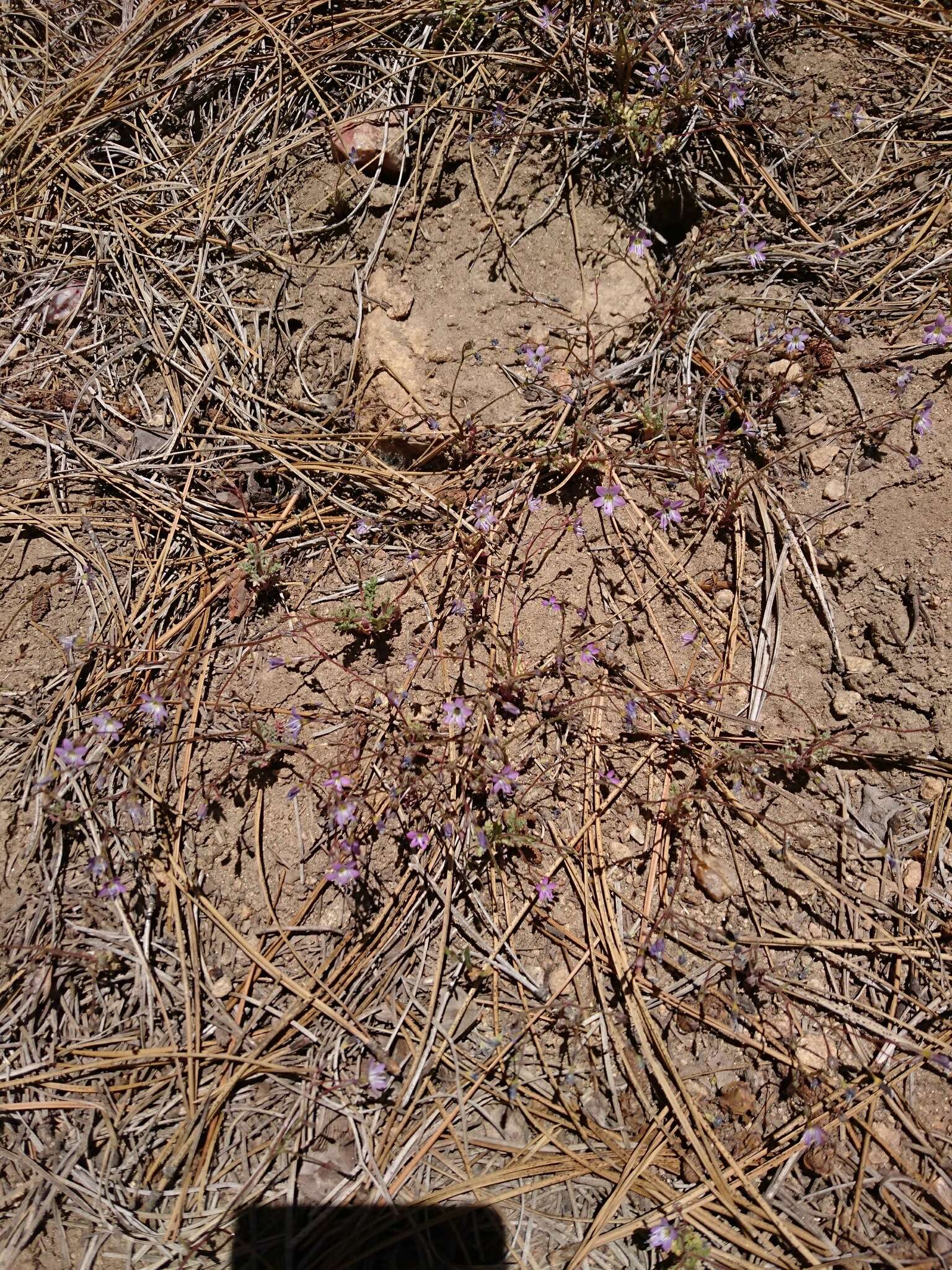 Image of fineflower gilia