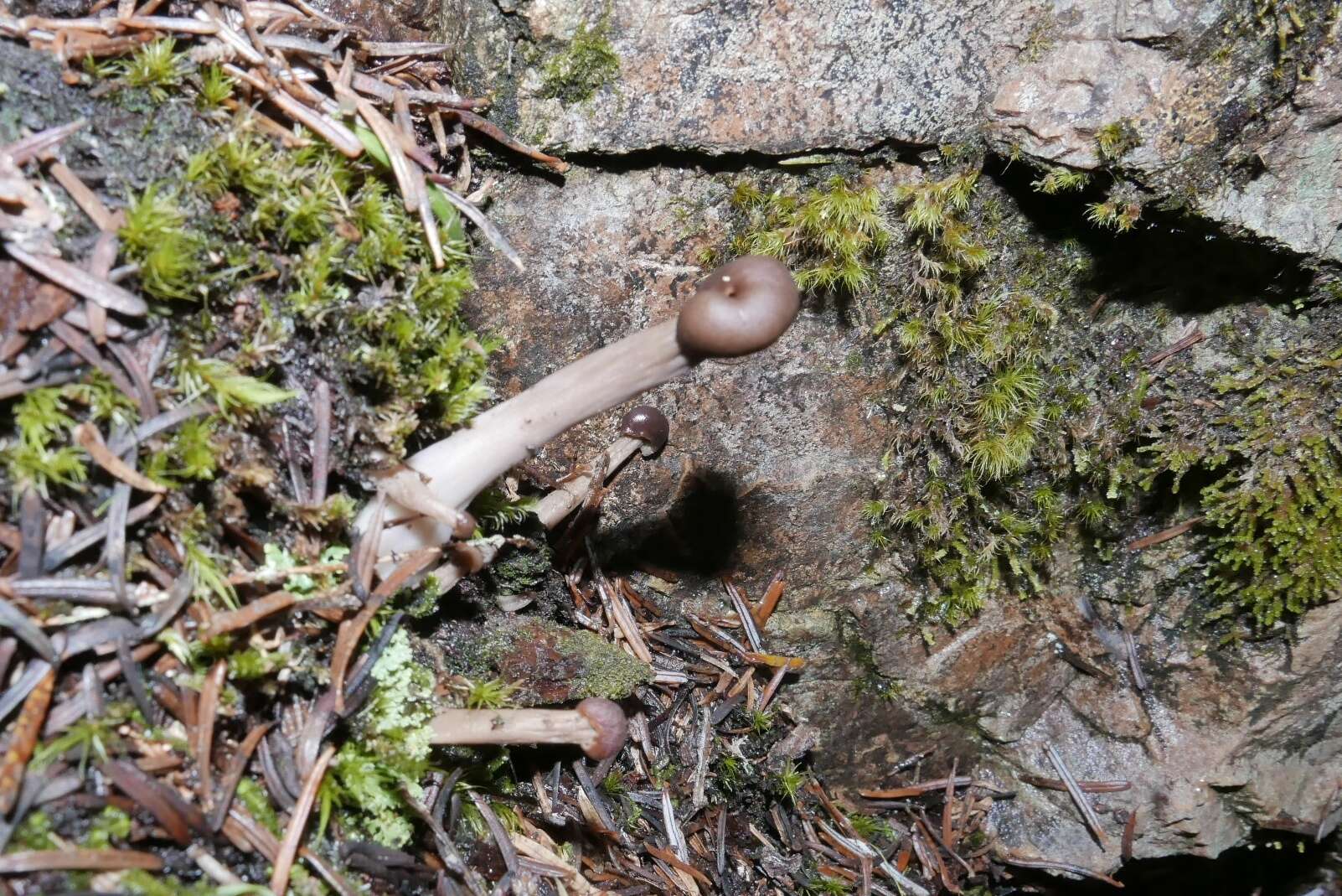 Imagem de Pachycudonia monticola (Mains) S. Imai 1950