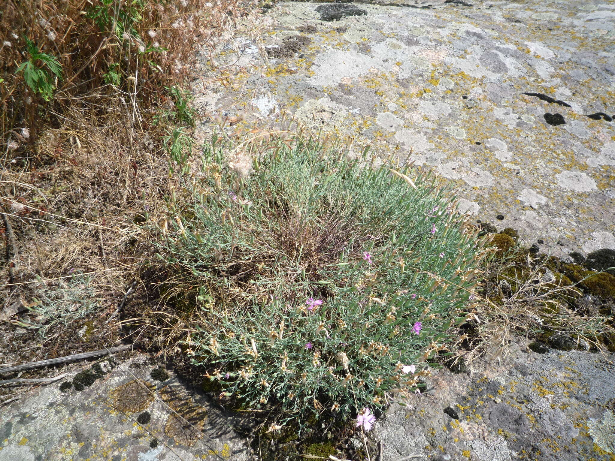 Dianthus hypanicus Andrz.的圖片