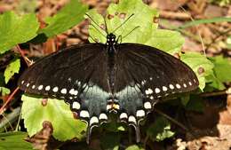 Papilio troilus Linnaeus 1758 resmi