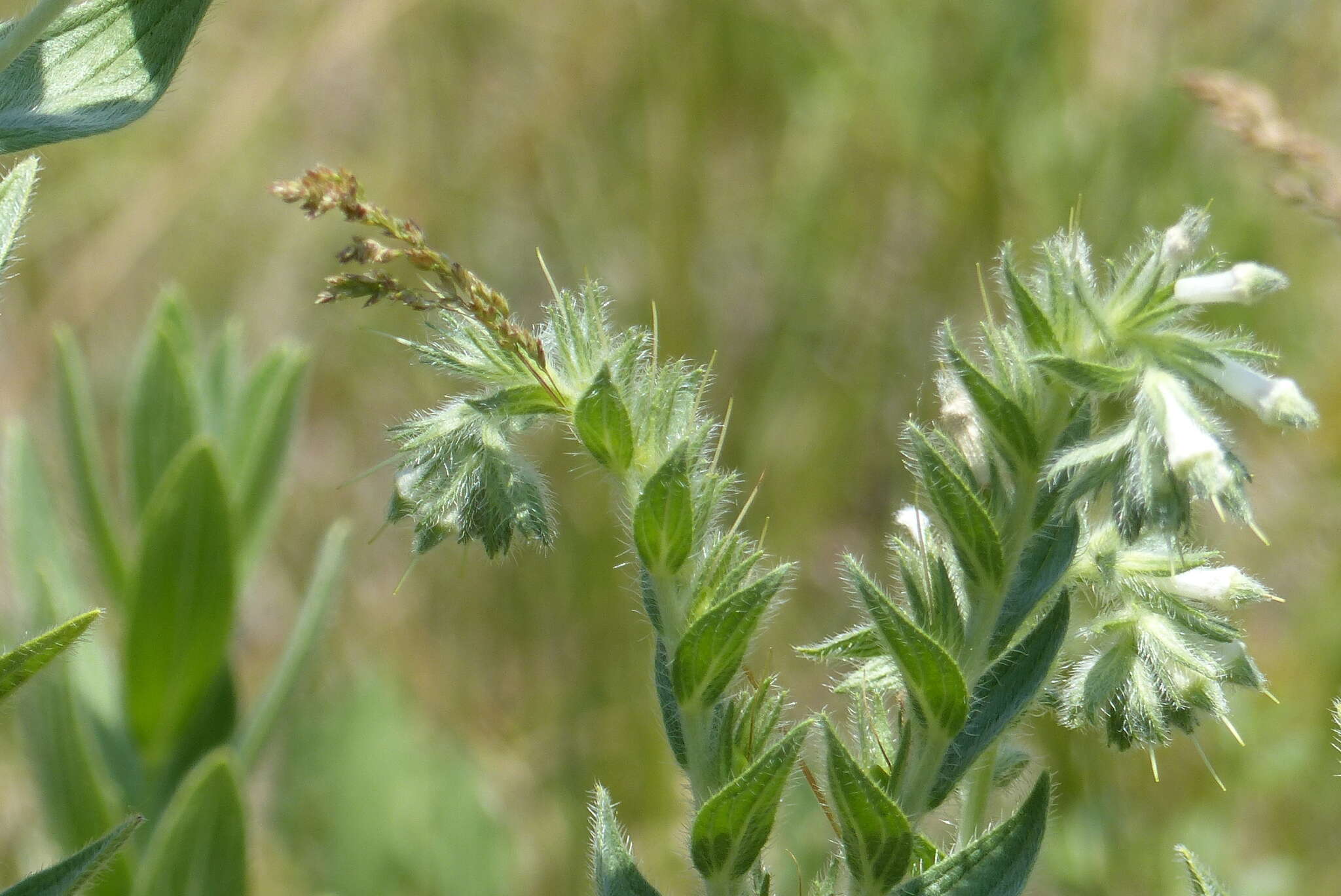 Image of western marbleseed