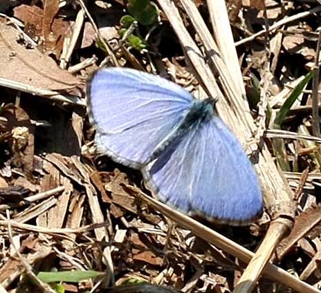 Image of Spring Azure