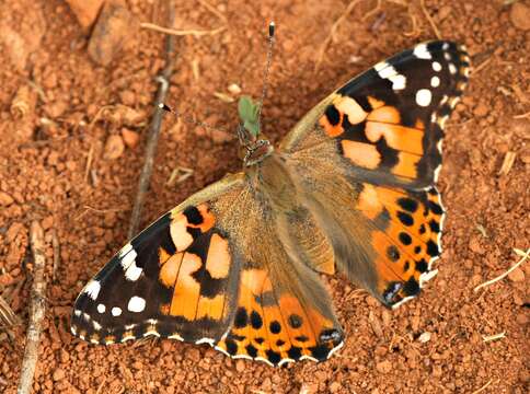 Image of Vanessa cardui