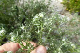 Image de Cryptantha maritima (Greene) Greene