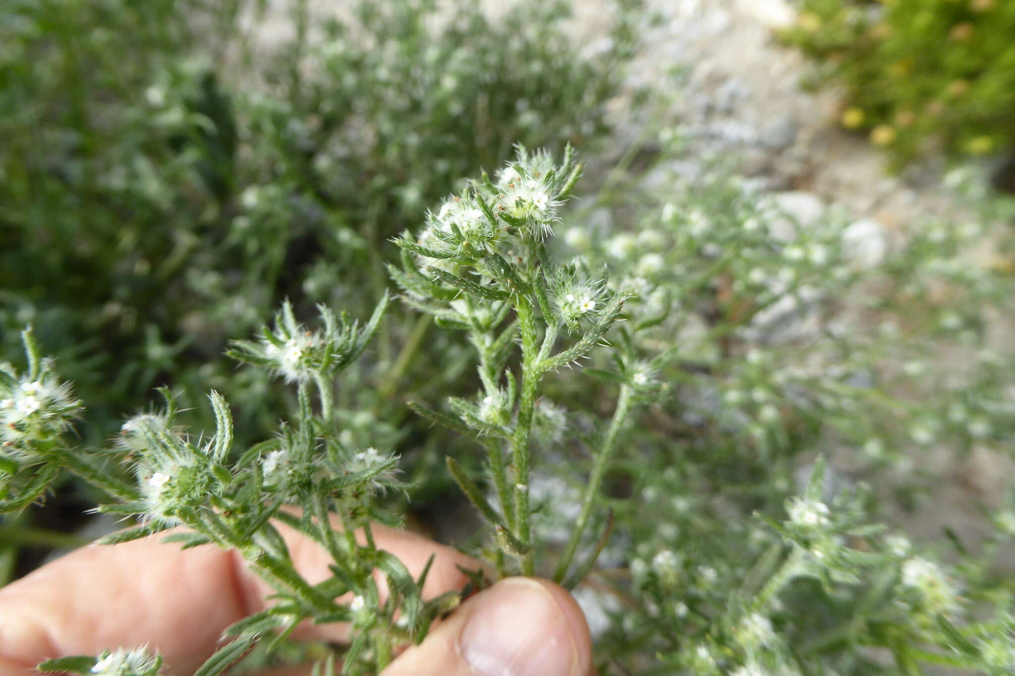 Image de Cryptantha maritima (Greene) Greene