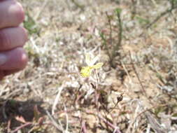 Image of Bulbine inamarxiae G. Will. & A. P. Dold