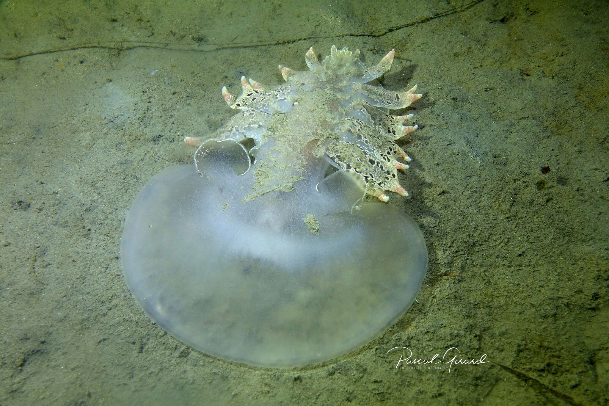 Слика од Tethys Linnaeus 1767