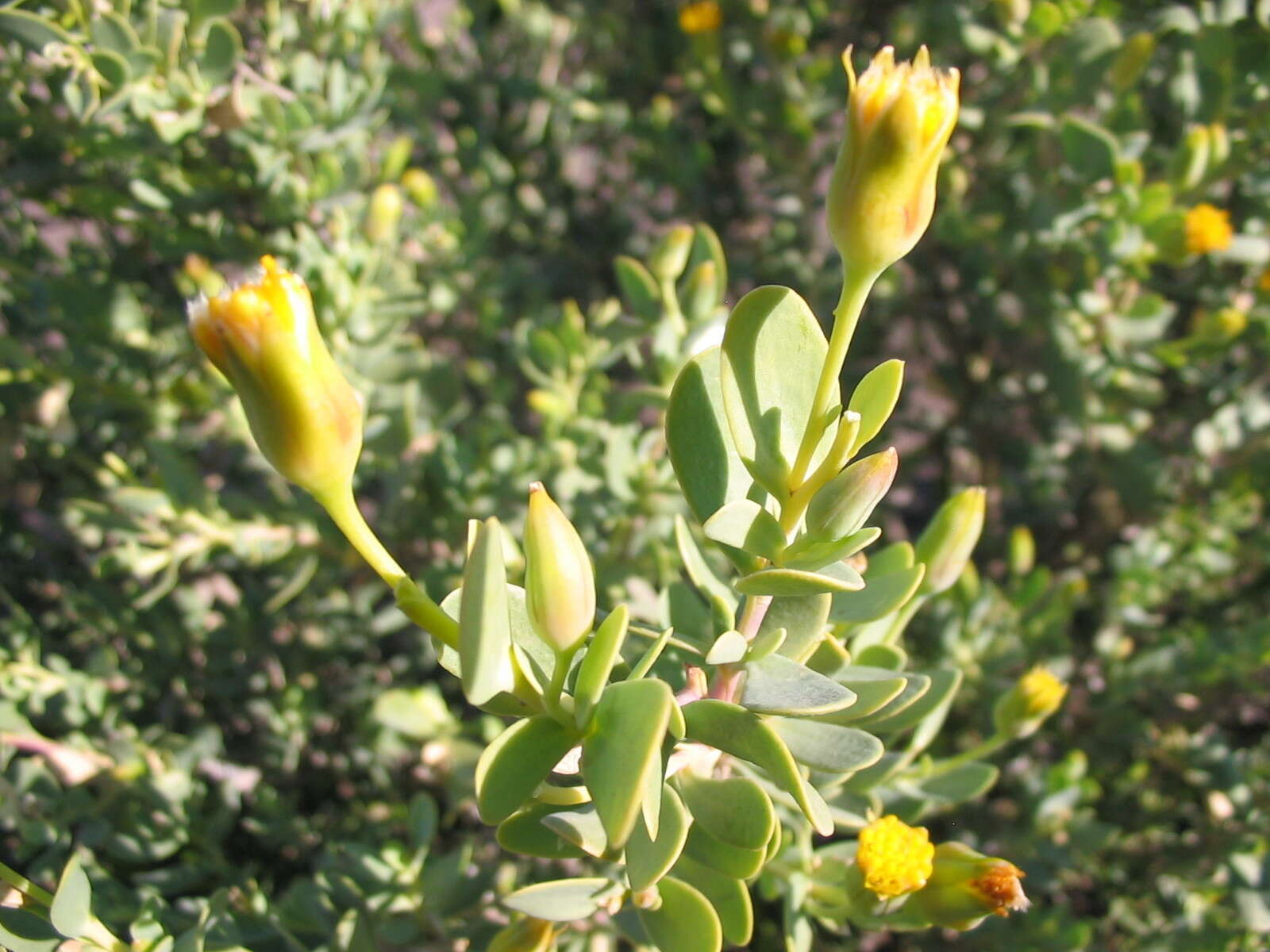 Image of Hertia cluytiifolia (DC.) Kuntze