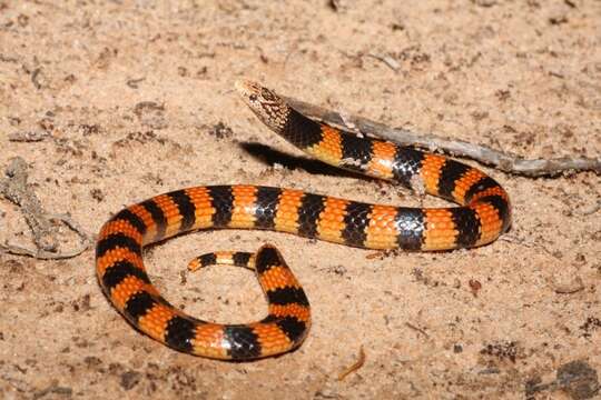 Image of Desert Banded Snake